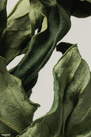 Unwind Naturally: The Science-Backed Benefits of L-Theanine